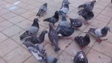 Yerdeki güvercin sürüsü