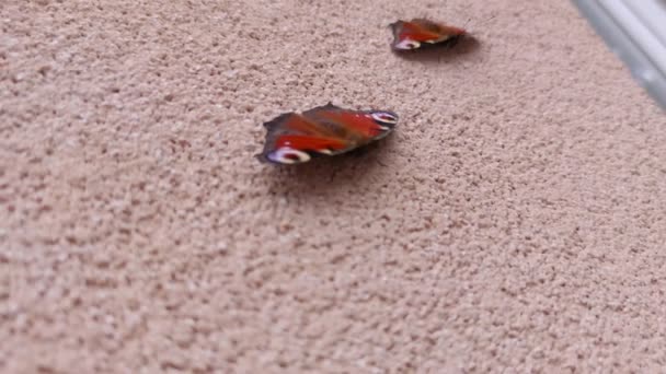 Påfågel fjärilar på byggnadsmuren — Stockvideo