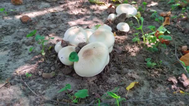 Witte champignons in bos — Stockvideo