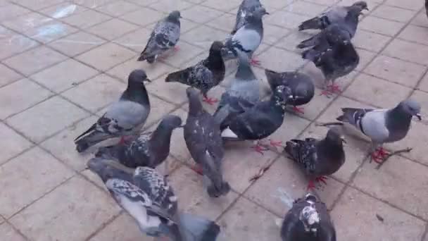 Yerdeki güvercin sürüsü — Stok video