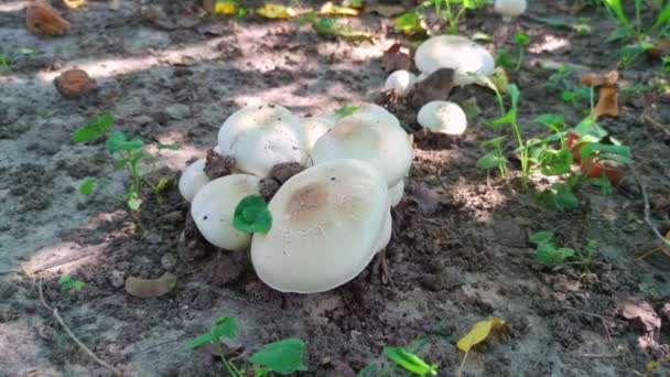 Champignons crus dans la forêt — Video