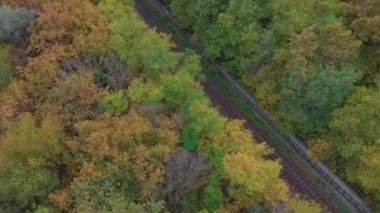 Ormanda Tramvay Sürüşü