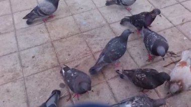 Beslenen Güvercinler