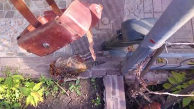 Yaban Kuşu Avcısı ve Tüfeği