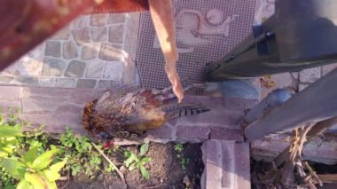 Avcı Kuş Açık Hava