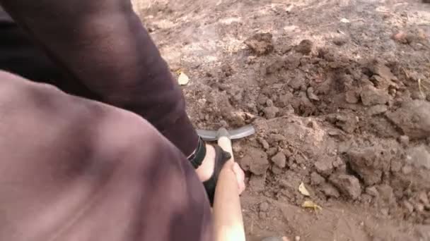 Человек, копающий овощной сад — стоковое видео