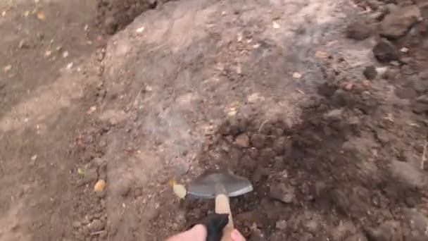 Man graven een groente tuin — Stockvideo