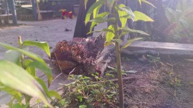 Kuş Avı