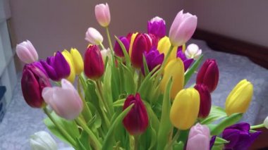 Odada çok renkli laleler