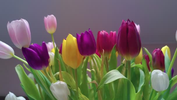 Gekleurde tulpen Closeup — Stockvideo