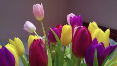 Çok renkli laleler yakın plan