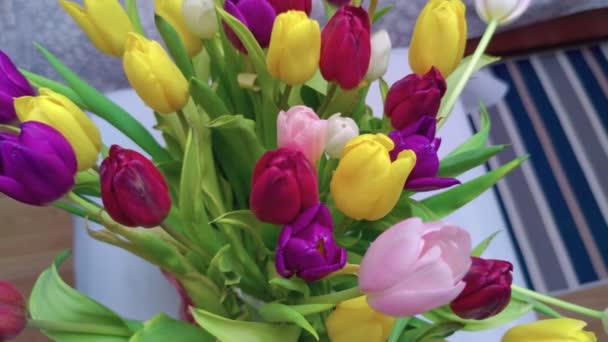 Veelkleurige tulpen bovenaanzicht — Stockvideo