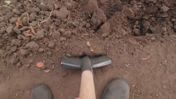 Mann gräbt Garten um — Stockvideo