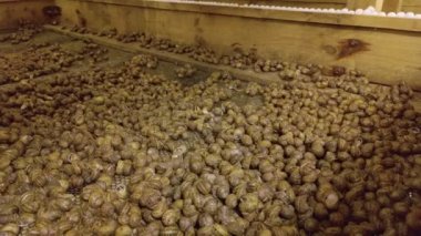 Büyüyen Salyangoz Çiftliği