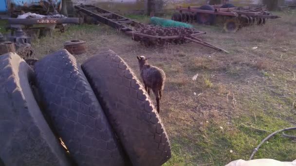 庭でヤギ — ストック動画