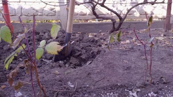 Mann gräbt den Garten in Großaufnahme — Stockvideo