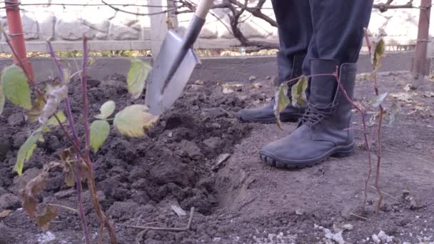 Escavando Jardim Terreno Closeup — Vídeo de Stock