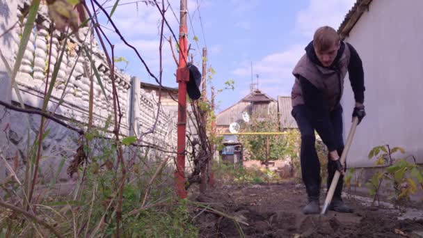Bir adam sebze bahçesini kazıyor. — Stok video