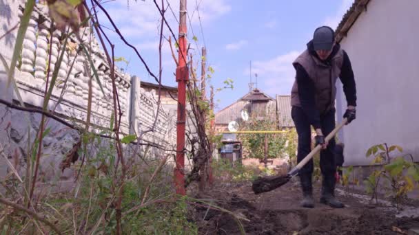 Az ember ássa a zöldséges kertet — Stock videók
