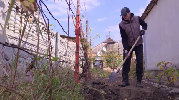 A Man Digs In Vegetable Garden — Stok Video