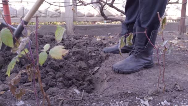 Man graven in de tuin close-up — Stockvideo