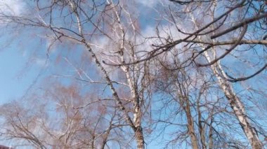 Huş Ağacı Dalları ve Gökyüzü
