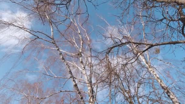 Birch And Blue Sky Slow Motion — Stockvideo