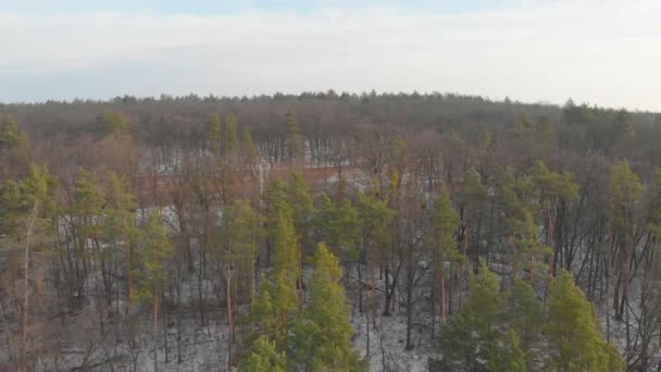 Árvores caídas na floresta — Vídeo de Stock