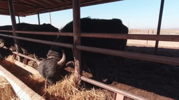 Buffalo mănâncă la fermă — Videoclip de stoc