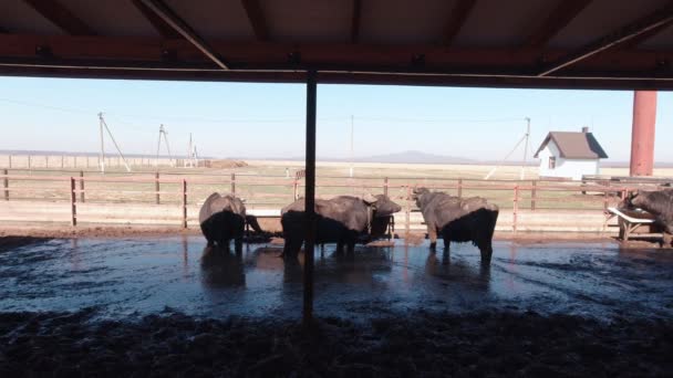 Troupeau de buffles à la ferme Mouvement lent — Video