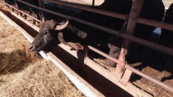 Il bambino nutre il bestiame — Video Stock