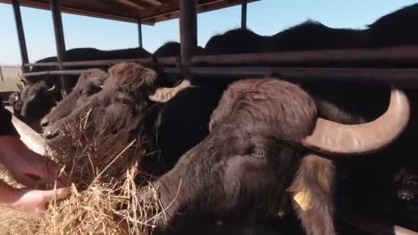 Buffalos comem na fazenda em câmera lenta — Vídeo de Stock