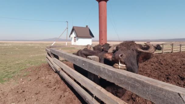 Buffalo masticando en la granja de cámara lenta — Vídeos de Stock