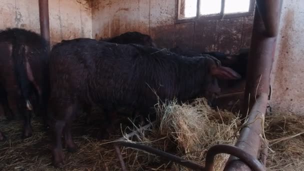 I vitelli di bufalo mangiano fieno — Video Stock