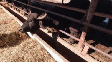 Çocuk Sığırları Yavaş Besliyor