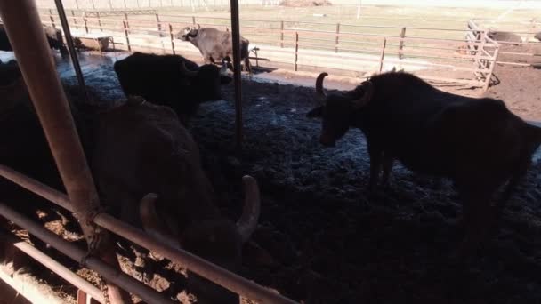 Ganado en un establo — Vídeos de Stock