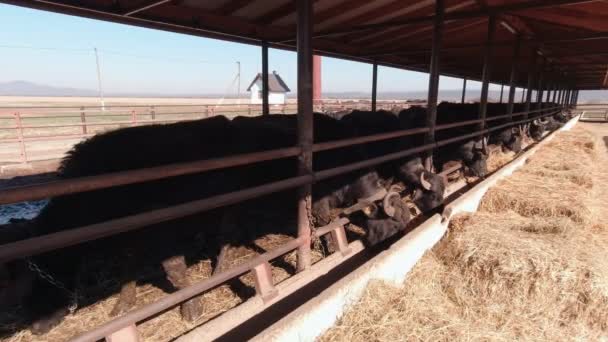 Bölények a farmon Lassú mozdulatok — Stock videók