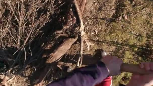 Man Chopping With An Ax POV — Vídeo de Stock