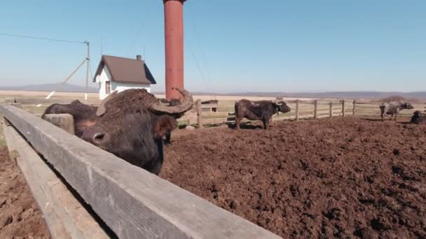 The Buffalo Chewing — Video Stock