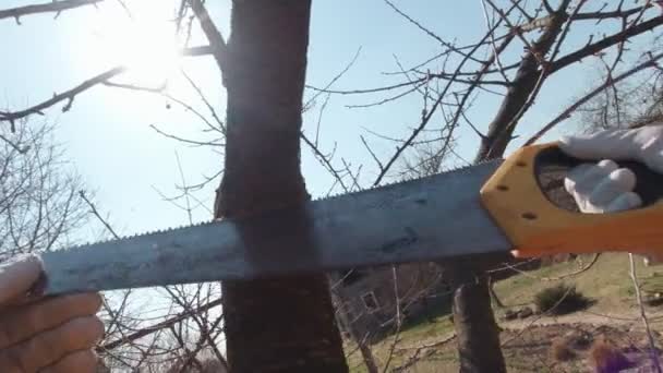 Hombre aserrando una rama con una sierra — Vídeos de Stock