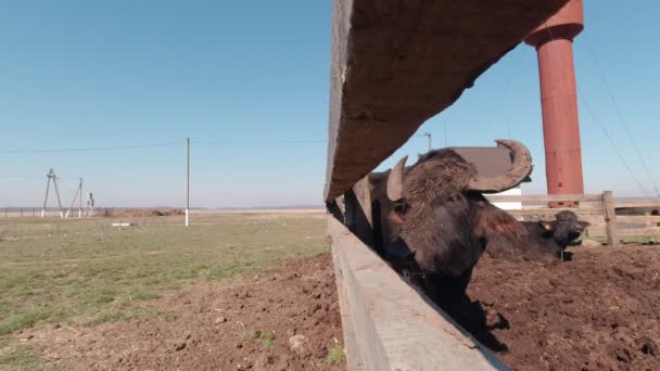 Buffalo met speeksel Slow Motion — Stockvideo