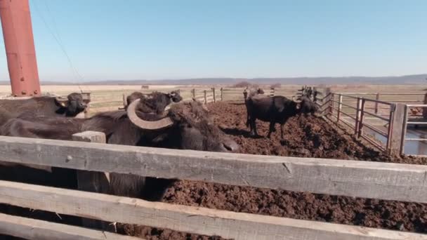 Buffaloes en el barro — Vídeos de Stock