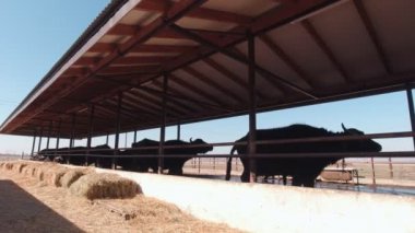 Çiftlikte bufalo sürüsü