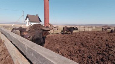 Bufalo Yavaş Çiğniyor