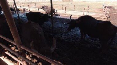 Ağırdan Alınan Sığırlar