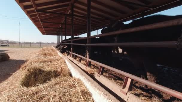 Farming With Buffaloes — Vídeo de Stock