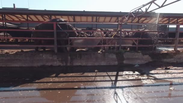 Bulls Drink Water Slow Motion — Vídeos de Stock