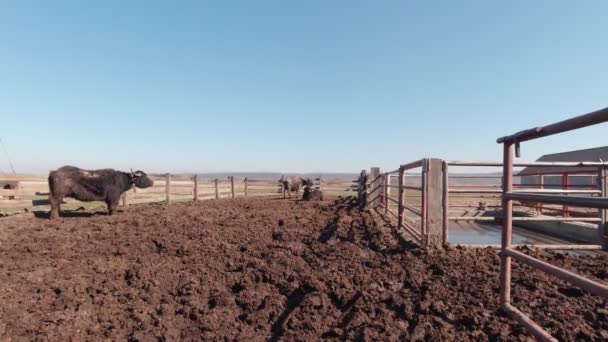 Bulls In The Mud — Vídeo de Stock