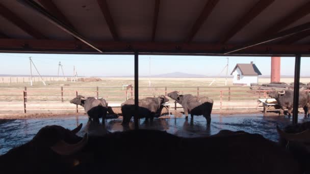Buffaloes In A Stall Slow Motion — Vídeo de Stock