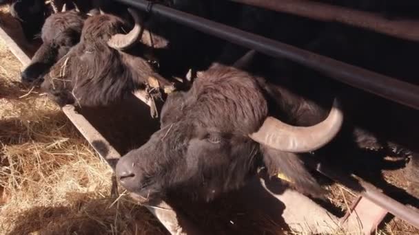 Buffaloes Eat Hay Slow Motion — Stok video